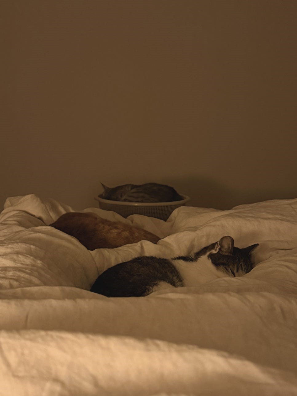 IMG_9658.jpg IMG_9658.jpg